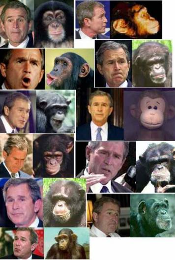 bush.jpg