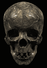skullchew.gif